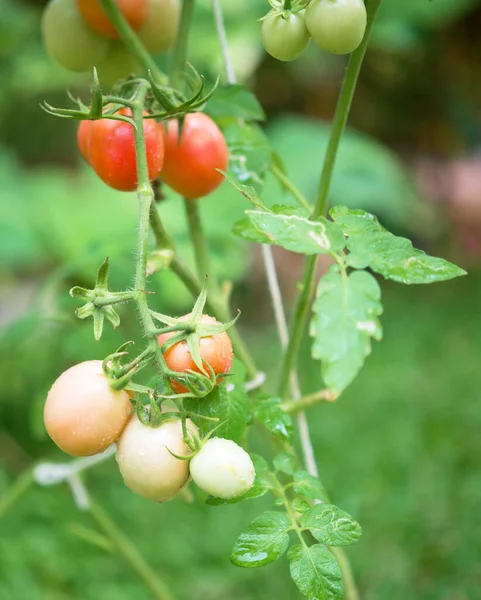 Tomatoes Growing Branch — Stock Photo, Image