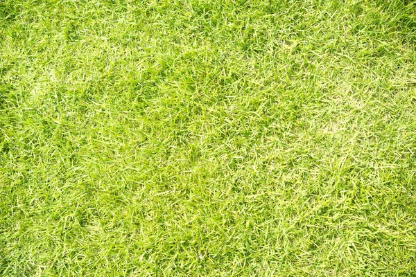 Green Grass Background — Stock Photo, Image