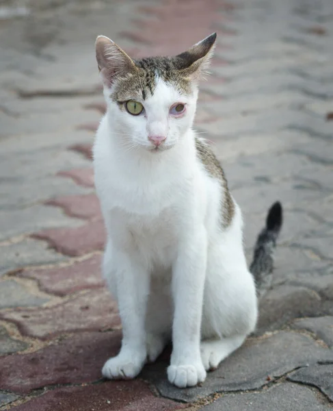Πορτραίτο Γάτας Τραυματισμένο Μάτι — Φωτογραφία Αρχείου