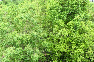 Arkaplan olarak yeşil ağaçların üst görünümü