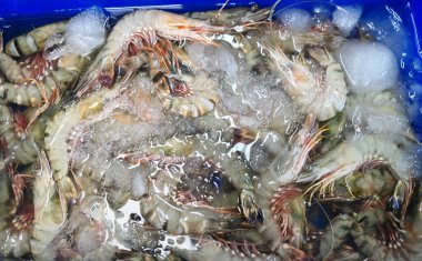 Piyasada taze karides yığını