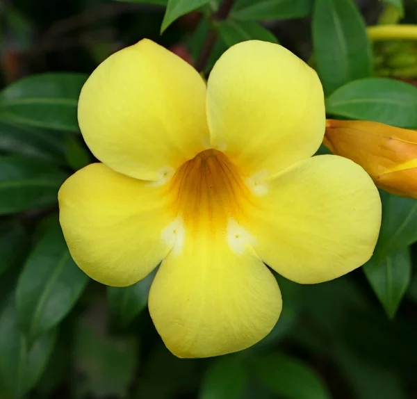 Zbliżenie Strzał Żółty Kwiat — Zdjęcie stockowe