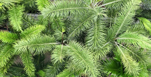 Bovenaanzicht Van Palmbomen Als Achtergrond — Stockfoto