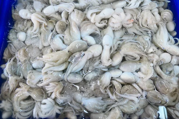 Čerstvé Syrové Chobotnice Trhu — Stock fotografie