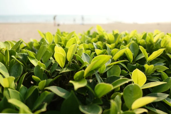 Folhas Verdes Contra Mar Turvo — Fotografia de Stock