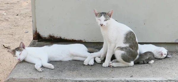 콘크리트 의자에 집없는 고양이 — 스톡 사진