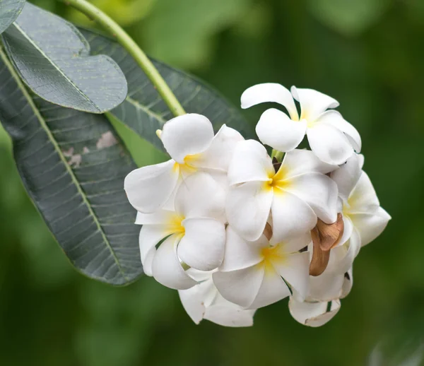 Primer Plano Flores Frangipani —  Fotos de Stock