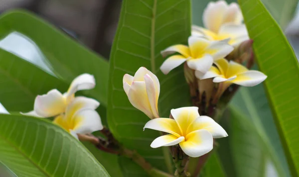 Primer Plano Flores Frangipani — Foto de Stock