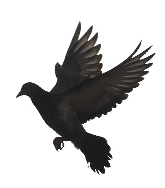 Schwarze Silhouette Der Taube Isoliert Auf Weißem Hintergrund — Stockfoto