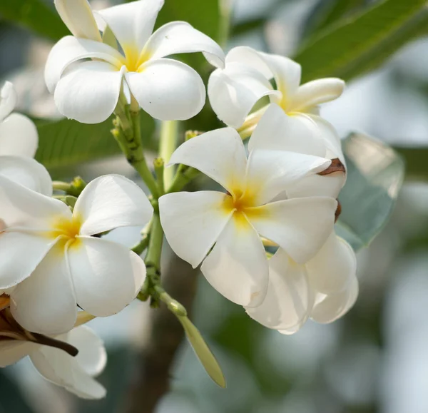 Gros Plan Sur Les Fleurs Plumeria — Photo