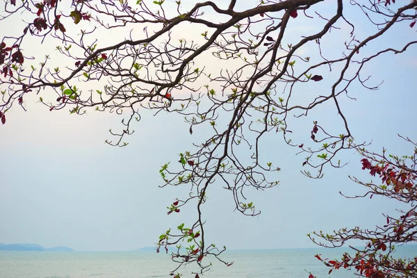 Tropische Bäume Gegen Das Schöne Meer — Stockfoto