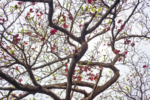 Tropický Strom Jako Pozadí — Stock fotografie