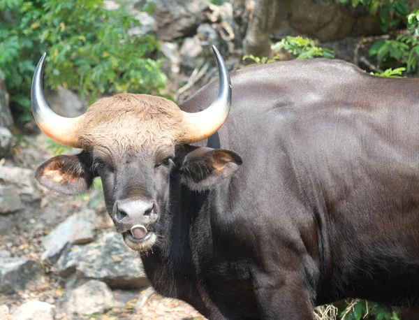 Gros Plan Buffle Thaïlandais — Photo