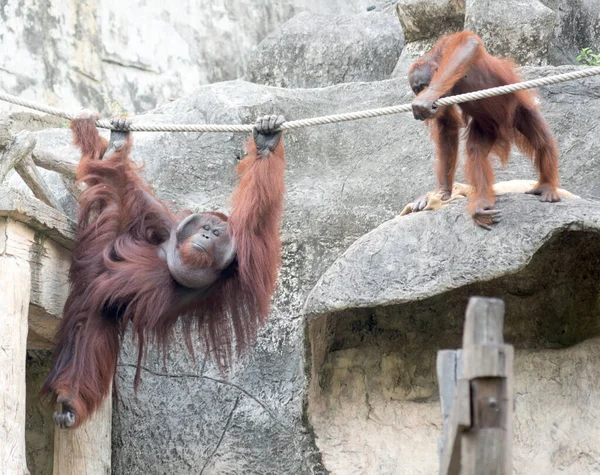 Paire Orangs Outangs Dans Zoo — Photo