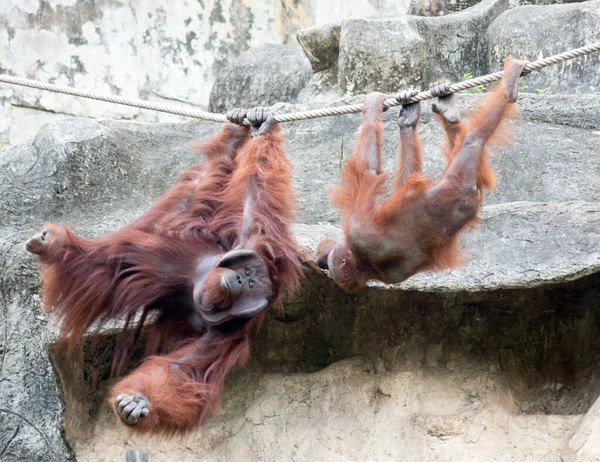 Paar Orang Oetangs Een Touw — Stockfoto