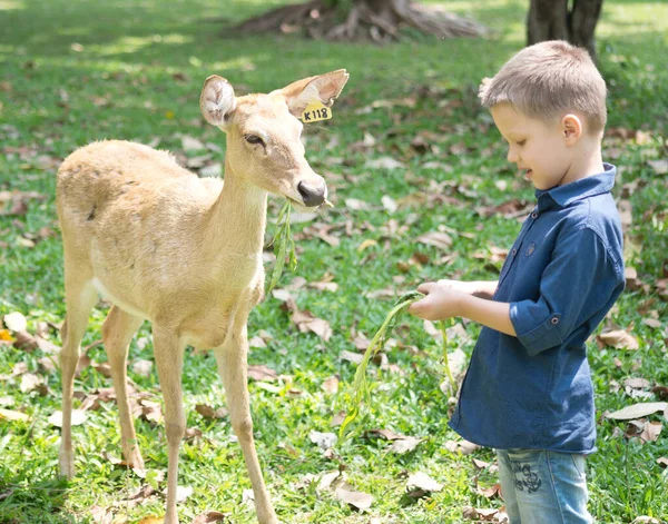 Nutrire Cervi Nel Contatto Zoo — Foto Stock