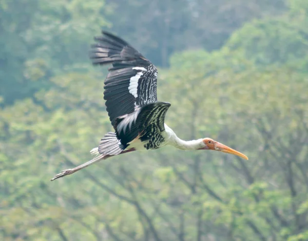 Bild Flygande Målad Stork — Stockfoto