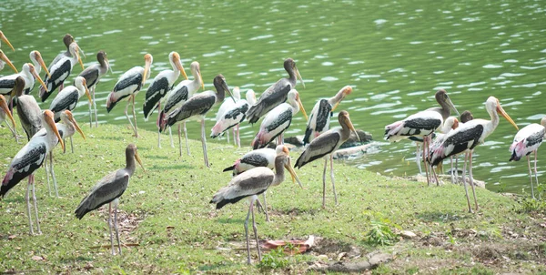 Painted Storks Lake — Stock Photo, Image