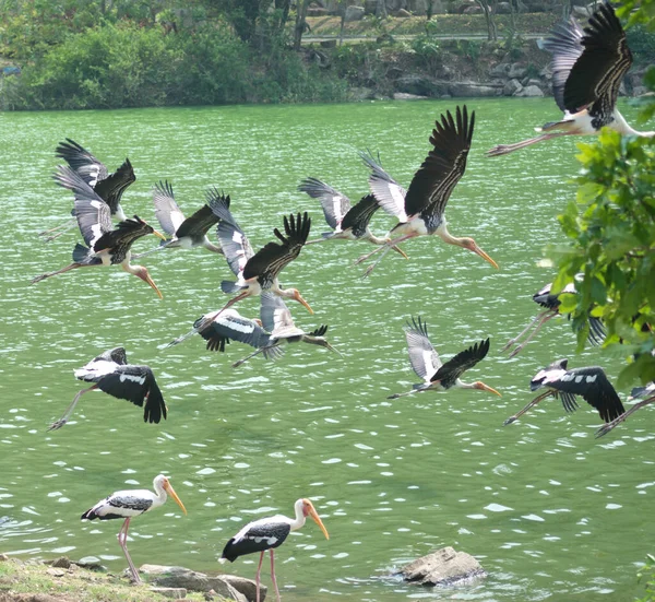 Flying Painted Storks Lake — Stock Photo, Image