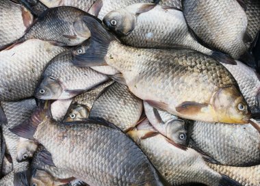 Taze balık yığını