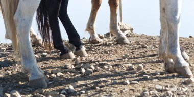 Close up shot of horse legs clipart