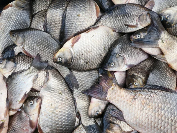 Pile Fresh Fish — Stock Photo, Image