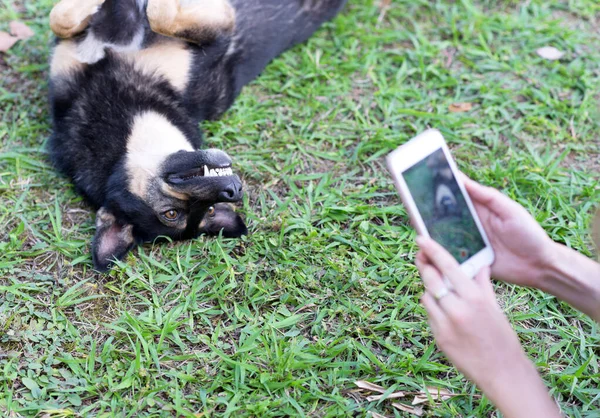 Mulher Tomando Tiro Seu Cão Seu Telefone Celular — Fotografia de Stock