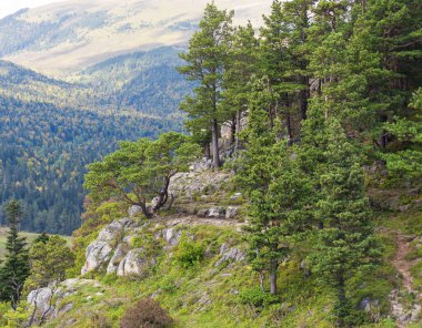 Kozalaklı ağaçlarla kaplı peri dağı manzarası