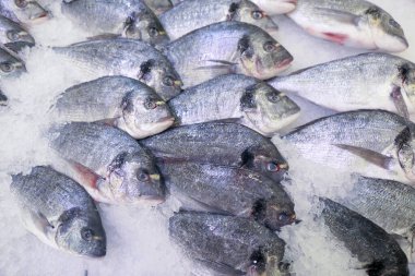 Markette taze Dorado balığı.