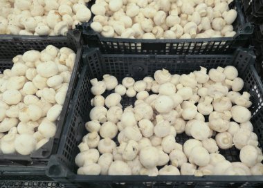 Kutularda çiğ şampiyon mantarları 