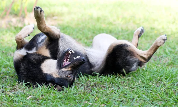 Dog Lying Grass — Stock Photo, Image