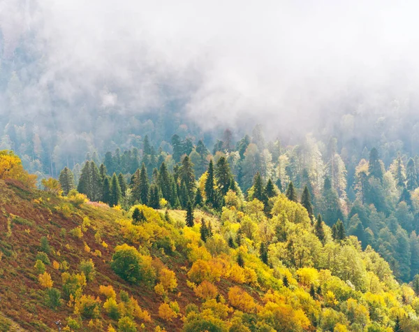 Krásný Podzimní Les Horském Svahu — Stock fotografie