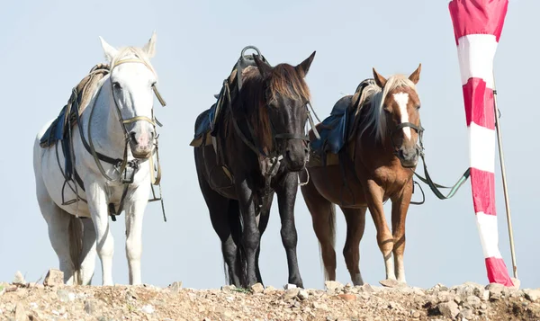 Trois Chevaux Montagne Contre Brouillard — Photo