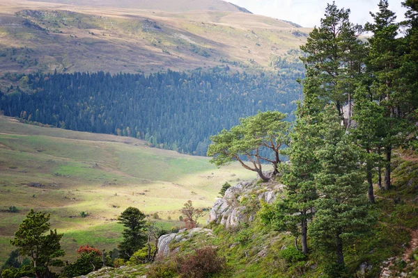 Paesaggio Montagna Fatato Con Alberi Conifere — Foto Stock