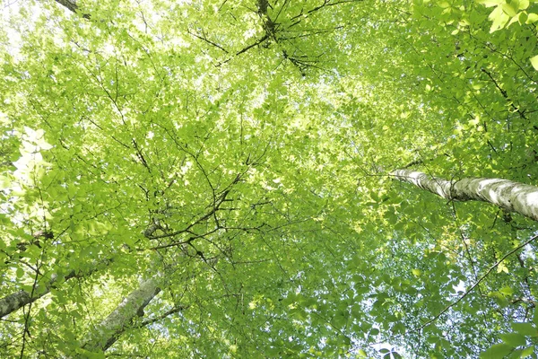 Mira Hacia Arriba Del Bosque Verde — Foto de Stock