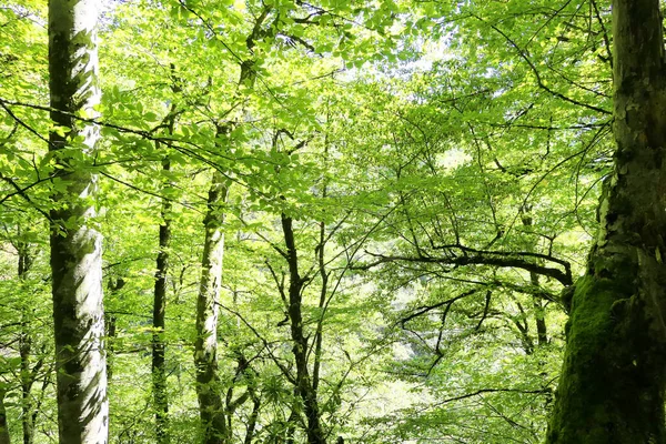 Bosque Verde Como Fondo — Foto de Stock