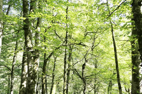 Groen Bos Als Achtergrond — Stockfoto