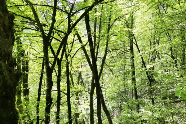 Zelený Les Jako Pozadí — Stock fotografie