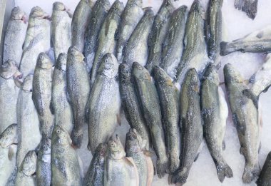 Buzda taze alabalık.