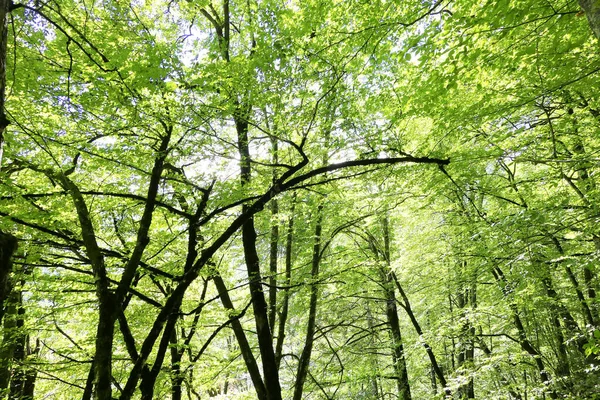 Bosque Verde Como Fondo — Foto de Stock