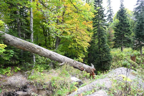 Herbst Bergwald Hintergrund — Stockfoto