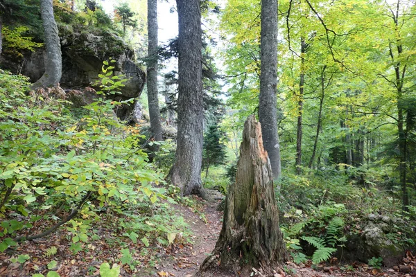 Letní Horský Les Pozadí — Stock fotografie