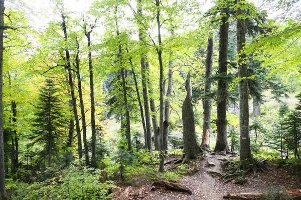 Bosque Montaña Verano Como Fondo — Foto de Stock