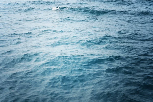 海の水を背景に — ストック写真