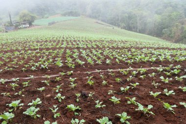 Tayland 'ın kuzeyinde lahana tarlası