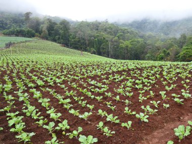 Tayland 'ın kuzeyinde lahana tarlası