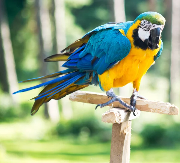 Macaw Parrot Forest Background — Stock Photo, Image