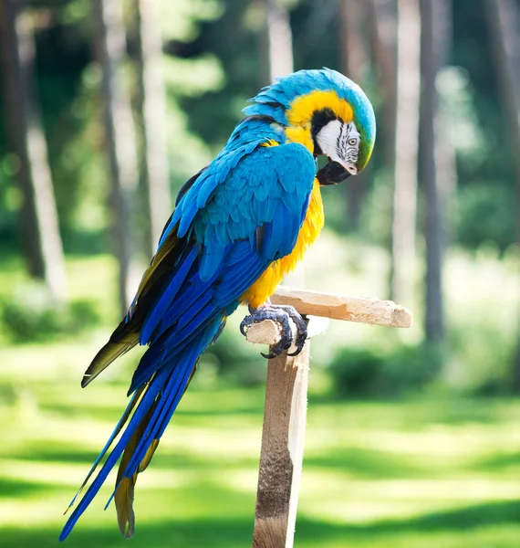 Macaw Papegaai Tegen Bos Achtergrond — Stockfoto