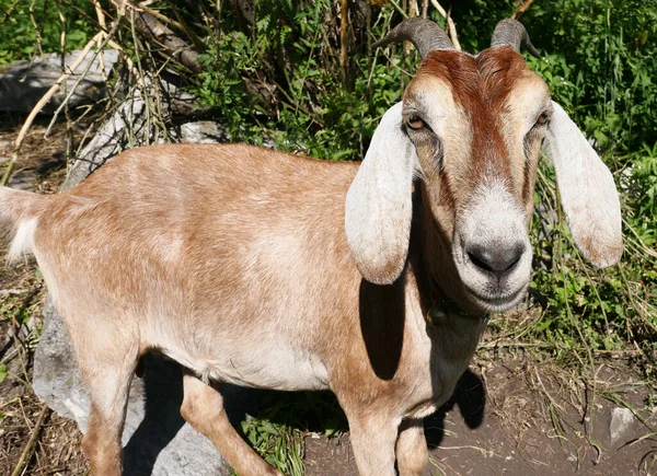 stock image Nubian goat with long ears