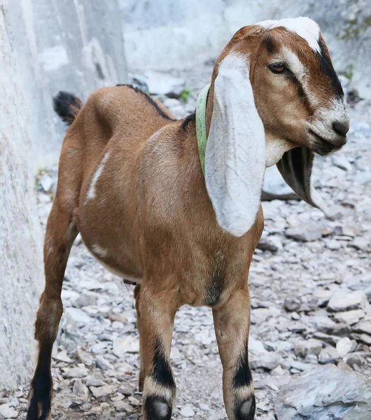 Jeune Chèvre Nubienne Aux Longues Oreilles — Photo